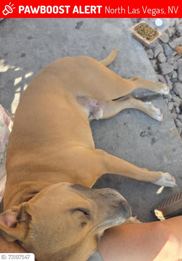 Lost Male Dog last seen Main and owens, North Las Vegas, NV 89030