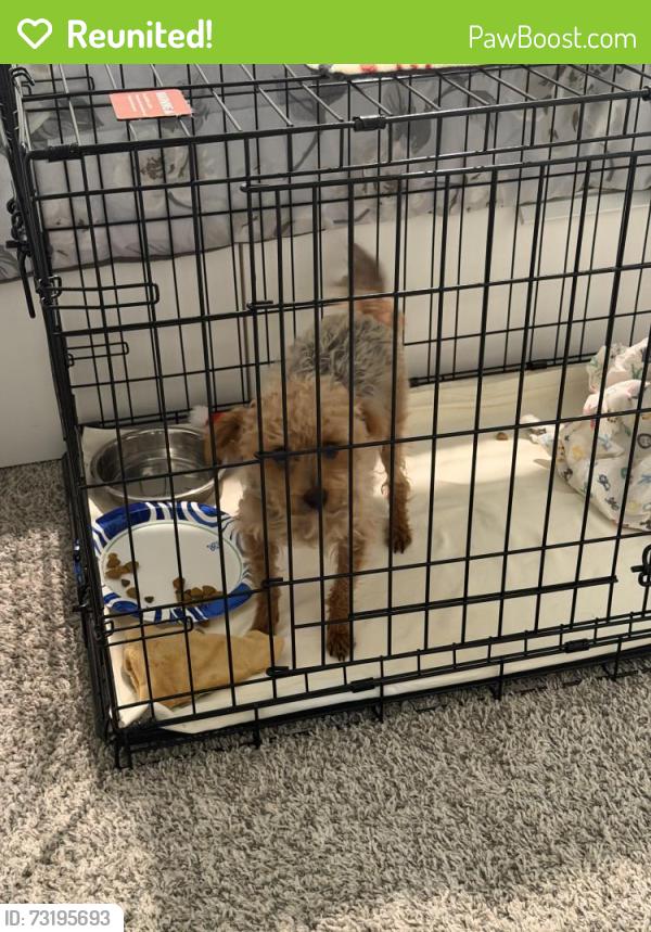 Reunited Female Dog last seen Sunnycreek Subdivision, Crowley, TX 76036