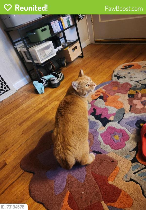 Reunited Male Cat last seen 52nd and Federal, Denver, CO 80221