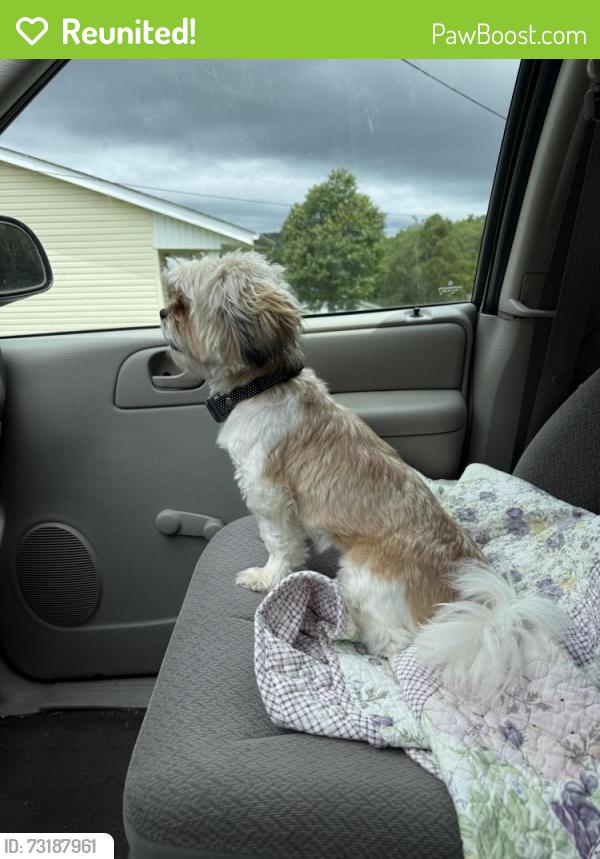 Reunited Female Dog last seen Was spotted on trail cam on Skycoe Drive Salem VA, Salem, VA 24153
