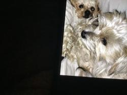 Lost Female Dog last seen Baldwin park and old Cheney highway, Orlando, FL 32814