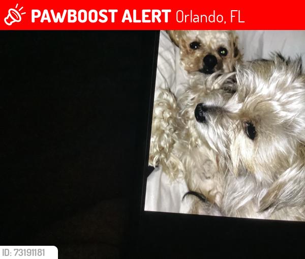 Lost Female Dog last seen Baldwin park and old Cheney highway, Orlando, FL 32814