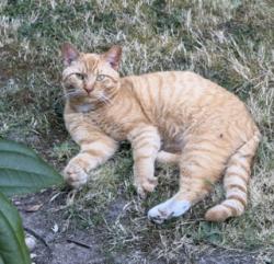 Found/Stray Male Cat last seen Military Rd & S 382nd Street, Auburn, WA 98001