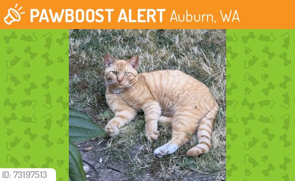 Found/Stray Male Cat last seen Military Rd & S 382nd Street, Auburn, WA 98001