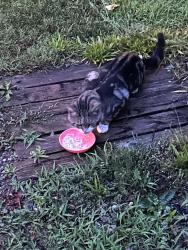 Found/Stray Unknown Cat last seen Blacksnake rd & Stanley Lucia, Stanley, NC 28164