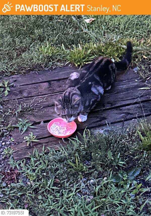 Found/Stray Unknown Cat last seen Blacksnake rd & Stanley Lucia, Stanley, NC 28164