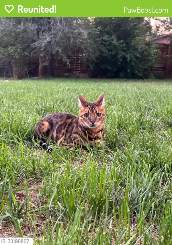 Reunited Male Cat last seen W 33rd Ave & Quay, Wheat Ridge, CO 80033