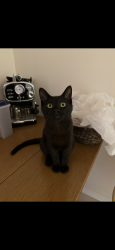 Lost Male Cat last seen 13 mile and Campbell, Madison Heights, MI 48071