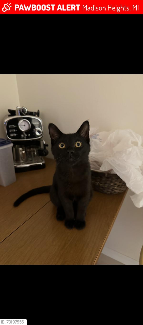 Lost Male Cat last seen 13 mile and Campbell, Madison Heights, MI 48071