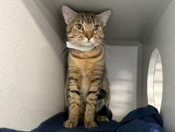 Shelter Stray Male Cat last seen Near Carpenter Avenue, BRONX, NY, 10466, 326 E 110th St, New York, NY 10029, USA