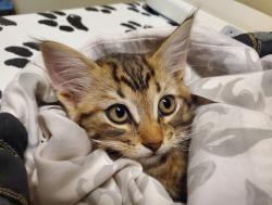 Shelter Stray Female Cat last seen Near Paseo Rio, Vista, CA, 92081, Oceanside, CA 92058, USA