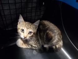 Shelter Stray Female Cat last seen Near Paseo Rio, Vista, CA, 92081, Oceanside, CA 92058, USA