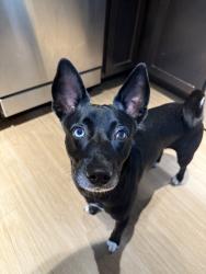 Reunited Male Dog last seen Near SW 37 Ct, Davie, FL 33314, USA, Davie, FL 33314