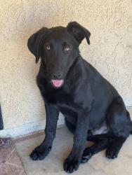 Found/Stray Male Dog last seen Willow and Timberlane, Hesperia, CA 92345