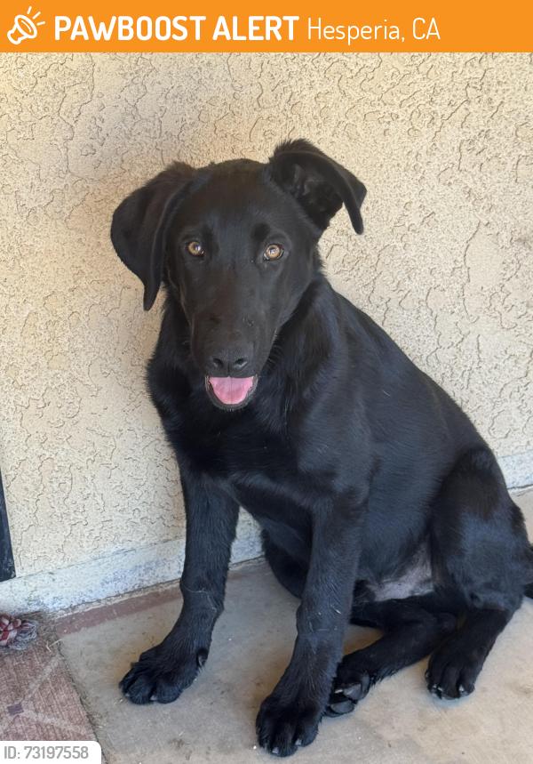 Found/Stray Male Dog last seen Willow and Timberlane, Hesperia, CA 92345