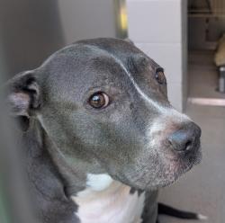 Shelter Stray Female Dog last seen Near Montrose Ct, El Cajon, CA, 92020, Escondido, CA 92027, USA