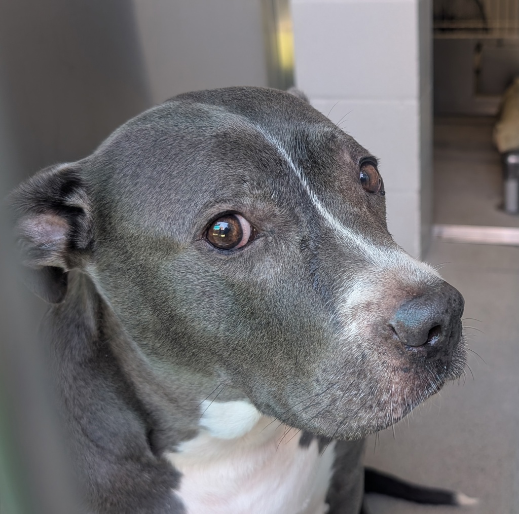 Shelter Stray Female Dog last seen Near Montrose Ct, El Cajon, CA, 92020, Escondido, CA 92027, USA