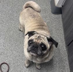 Shelter Stray Male Dog last seen Near E Grand Avenue, Escondido, CA, 92025, Escondido, CA 92027, USA