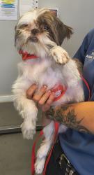 Shelter Stray Female Dog last seen Near S Amaryllis Street, White City Township, UT, 84094, 511 W 3900 S, Salt Lake City, UT 84123, USA