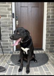 Reunited Male Dog last seen Woodtrek ln, Houston, TX 77015