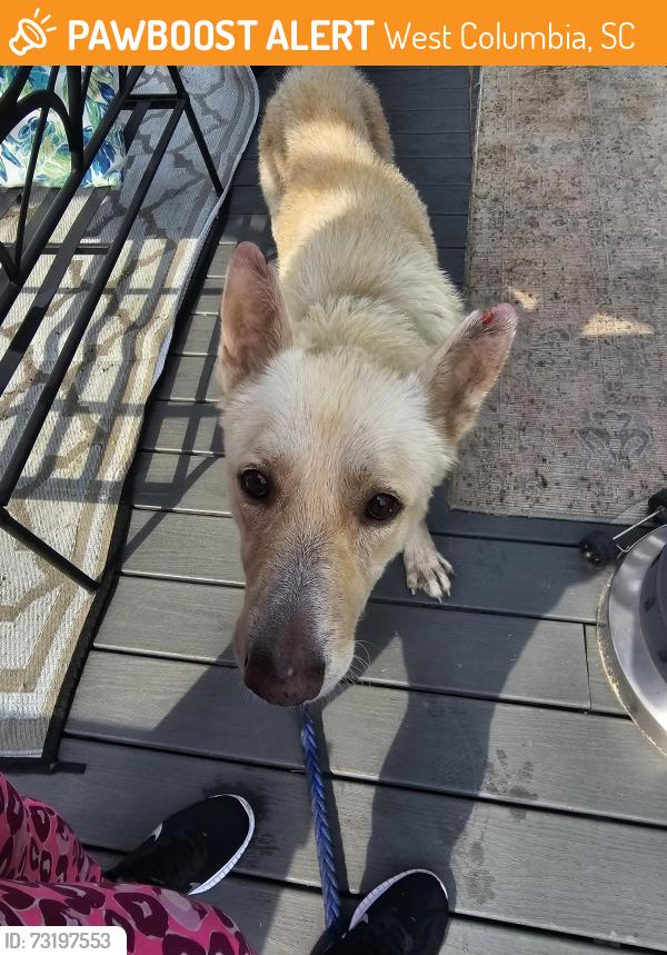 Found/Stray Male Dog last seen Evergreen Ave & 10th St Cayce, SC, West Columbia, SC 29169