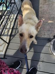 Found/Stray Male Dog last seen Evergreen Ave & 10th St Cayce, SC, West Columbia, SC 29169