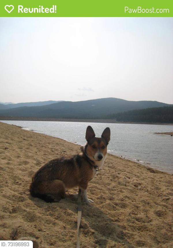 Reunited Male Dog last seen W Bellview and S Meade st, Littleton, CO 80123