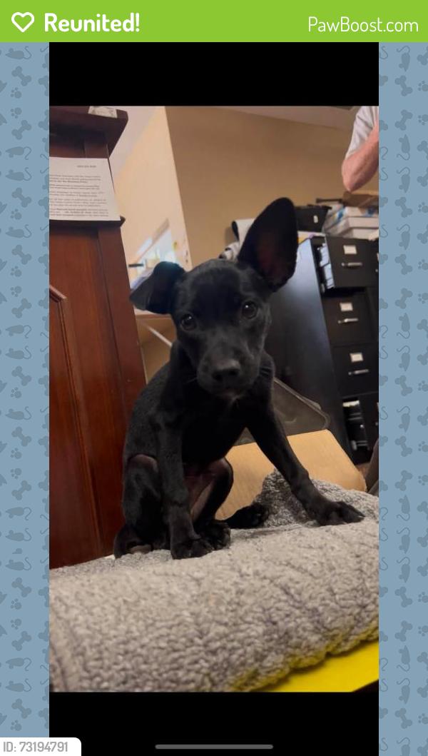 Reunited Male Dog last seen W Lansing Way & Weber, Fresno, CA 93722