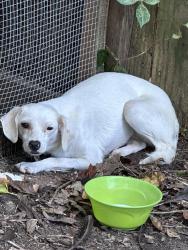 Found/Stray Female Dog last seen Langfield Rd, Houston, TX 77092
