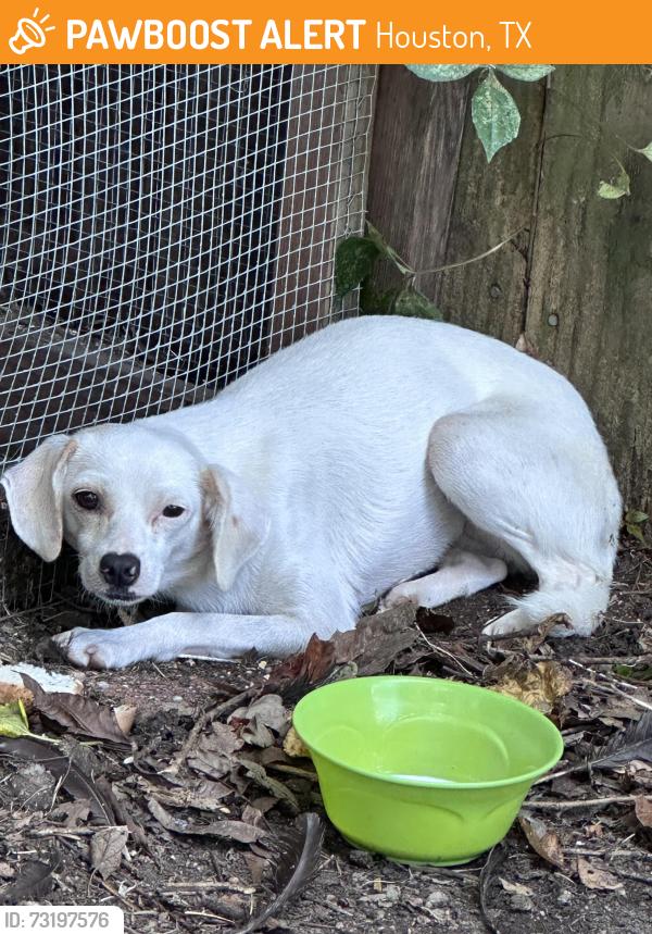Found/Stray Female Dog last seen Langfield Rd, Houston, TX 77092