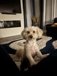 Lost Male Dog last seen 16th street NW, Washington, DC 20010