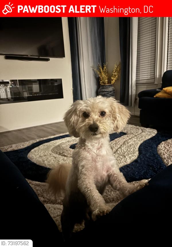 Lost Male Dog last seen 16th street NW, Washington, DC 20010