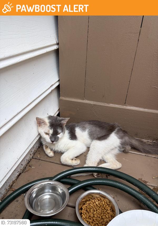 Found/Stray Male Cat last seen Pelham and Summerplace way, Greenville County, SC 29650