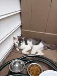Found/Stray Male Cat last seen Pelham and Summerplace way, Greenville County, SC 29650