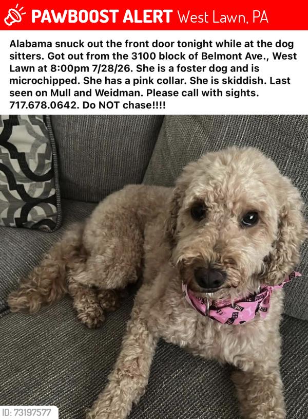 Lost Male Dog last seen Penn avenue, West Lawn, PA 19609