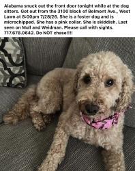Lost Male Dog last seen Penn avenue, West Lawn, PA 19609