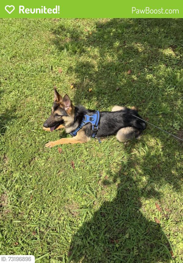 Reunited Male Dog last seen He ran into the woods to the east of Millsaps Drive, Greenback, TN, Greenback, TN 37742