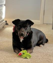 Reunited Female Dog last seen Guy Rd, Clayton, NC 27520