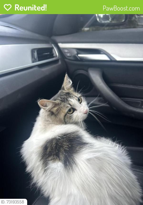 Reunited Female Cat last seen Anthony and johnson, Aloha, OR 97003