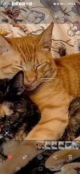 Reunited Male Cat last seen Olde Mill trace and Olde Mill Drive NE, Woodstock, GA 30188