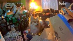 Lost Male Dog last seen Near S Paseo Puente A Las Estrellas, Sahuarita, AZ 85629