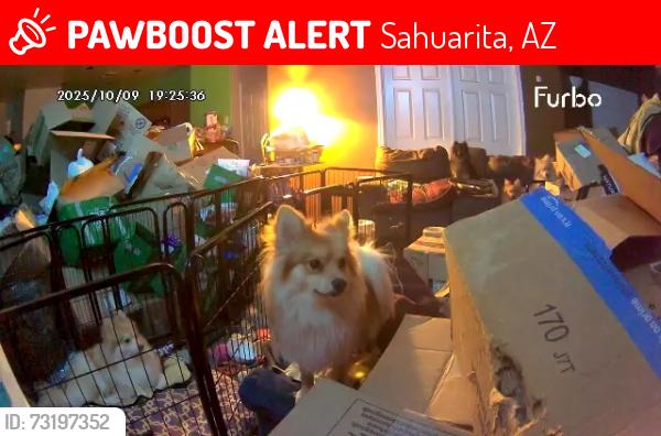 Lost Male Dog last seen Near S Paseo Puente A Las Estrellas, Sahuarita, AZ 85629
