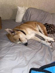 Reunited Male Dog last seen Highway 110 North Tyler, Tyler, TX 75702