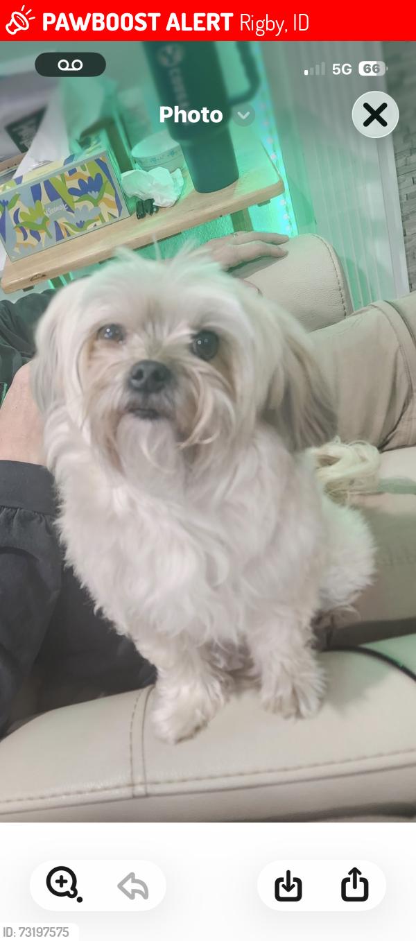 Lost Female Dog last seen N. Yellowstone road, Rigby, ID 83442