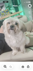 Lost Female Dog last seen N. Yellowstone road, Rigby, ID 83442