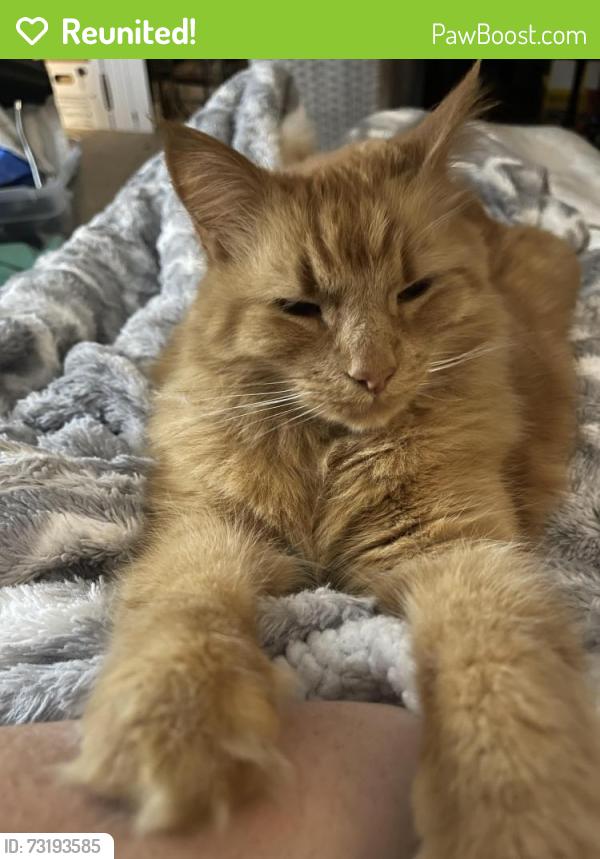 Reunited Male Cat last seen Harris Hill and I-90, Bowmansville, NY 14026