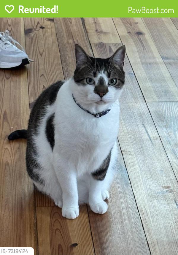 Reunited Male Cat last seen M street and N 24th Street, Richmond, VA 23223
