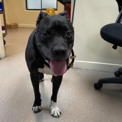 Shelter Stray Male Dog last seen , 361 S Raymond Ave, Pasadena, CA 91105, USA