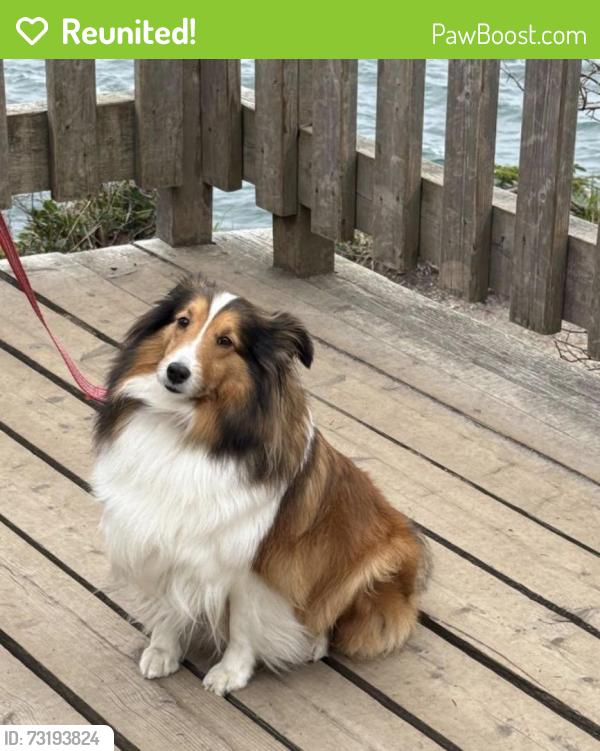 Reunited Female Dog last seen Barlow Trail Rd, Mount Hood Village, OR 97049