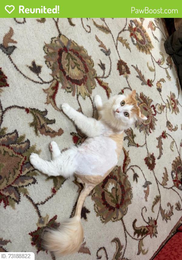 Reunited Male Cat last seen Gill Hall Road and Woodwind Road, Jefferson Hills, PA 15025